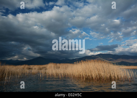 Lac Mikri Prespa, Grèce Banque D'Images