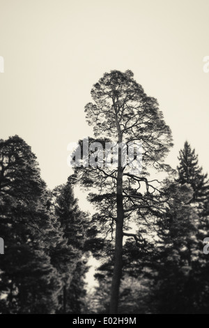 Pine Tree en forêt sombre et Moody, Suède Banque D'Images