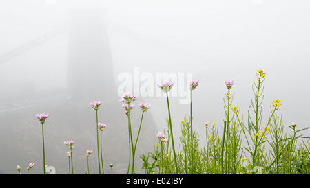 Bristol, Royaume-Uni. Apr 30, 2014. La rosée se bloque sur la falaise des plantes comme le pont suspendu de Clifton disparaît dans le brouillard à Bristol. Le Met Office a émis une alerte météo jaune pour le sud de l'Angleterre et au Pays de Galles en raison d'un épais brouillard - qui a conduit à la perturbation des vols du matin à Londres et Bristol. Le 30 avril 2014 Crédit : Adam Gasson/Alamy Live News Banque D'Images