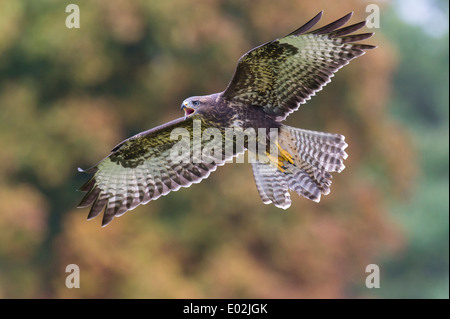 Buse variable, Buteo buteo, Allemagne Banque D'Images