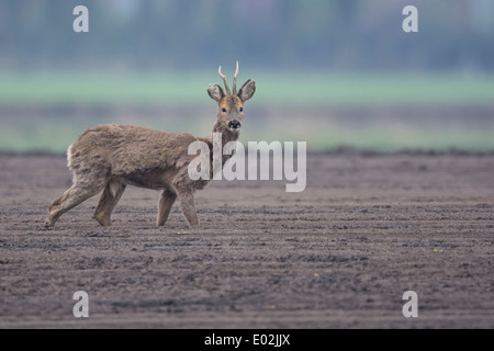 Buck, le chevreuil capreolus capreolus, Vechta, Niedersachsen, Basse-Saxe, Allemagne Banque D'Images