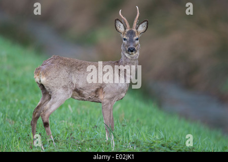 Buck, le chevreuil capreolus capreolus, Vechta, Niedersachsen, Basse-Saxe, Allemagne Banque D'Images