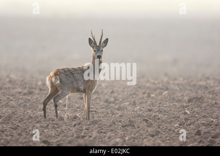 Buck, le chevreuil capreolus capreolus, Vechta, Niedersachsen, Basse-Saxe, Allemagne Banque D'Images