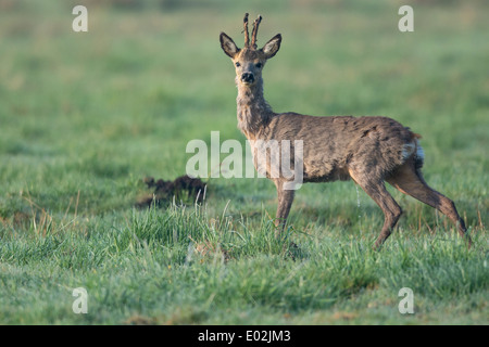 Buck, le chevreuil capreolus capreolus, Vechta, Niedersachsen, Basse-Saxe, Allemagne Banque D'Images