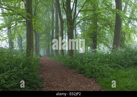 Brouillard tôt le matin un jour de printemps en Baysgarth Park, Barton-upon-Humber, Lincolnshire du Nord, au Royaume-Uni, le mercredi 30 avril, 2014. Banque D'Images