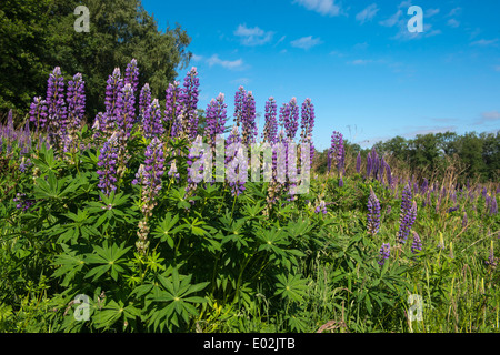 En été, les lupins Vechta, Niedersachsen, Allemagne Banque D'Images