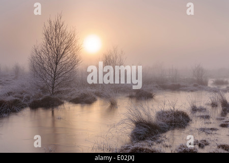 Goldenstedter Moor, Niedersachsen, Basse-Saxe, Allemagne Banque D'Images