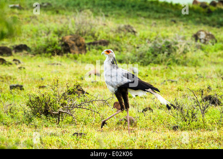 Oiseau (secrétaire Sagittaire serpentarius) dans la savane. Photographié dans le Parc National du Serengeti, Tanzanie Banque D'Images