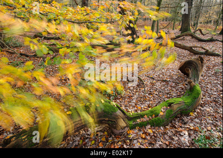 Le bois mort dans herrenholz nature reserve, district de Vechta, Niedersachsen, Allemagne Banque D'Images