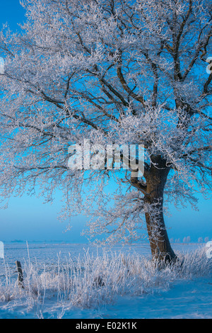 Chêne en hiver, Vechta, Niedersachsen, Allemagne Banque D'Images