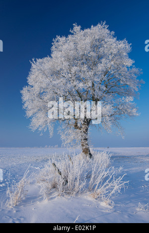 Chêne en hiver, Vechta, Niedersachsen, Allemagne Banque D'Images