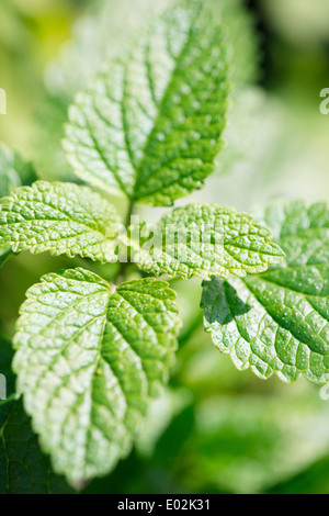 La mélisse (Melissa officinalis) croissant dans jardin Banque D'Images