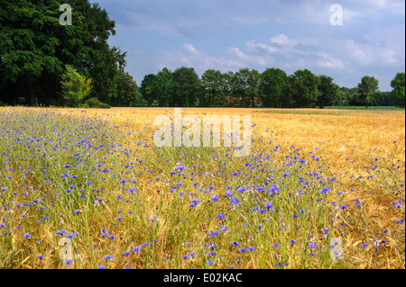 Dans le champ de seigle bleuet, Centaurea cyanus, goldenstedt, Brême, Basse-Saxe, Niedersachsen, Allemagne Banque D'Images