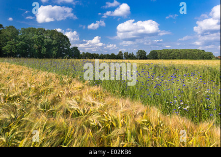 Dans le champ de seigle bleuet, Centaurea cyanus, goldenstedt, Brême, Basse-Saxe, Niedersachsen, Allemagne Banque D'Images