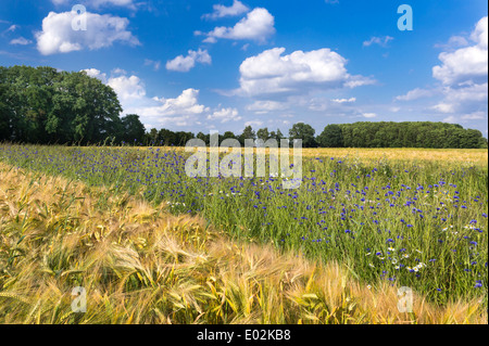 Dans le champ de seigle bleuet, Centaurea cyanus, goldenstedt, Brême, Basse-Saxe, Niedersachsen, Allemagne Banque D'Images