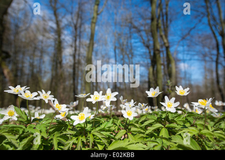 Les anémones de bois en forêt, anemone nemorosa, district de Vechta, Niedersachsen, Allemagne Banque D'Images