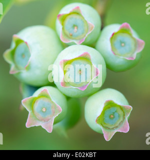 L'immature des bleuets, Vaccinium myrtillus Banque D'Images