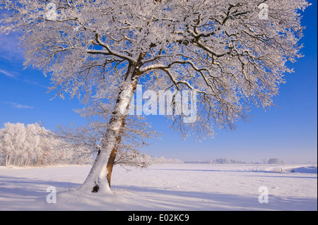 Chêne en hiver, Vechta, Niedersachsen, Allemagne Banque D'Images