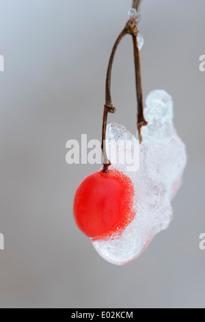 De fruits rouges wayfaring tree (viburnum lantana) avec givre Banque D'Images