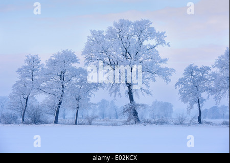 Chênes en hiver, district de Vechta, Niedersachsen, Allemagne Banque D'Images