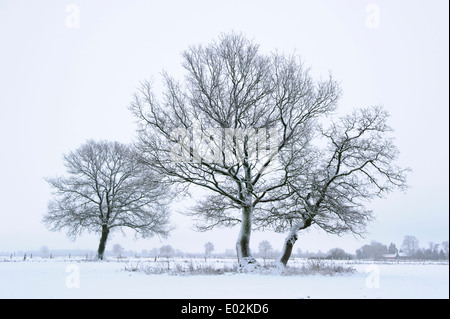 Chênes en hiver, district de Vechta, Niedersachsen, Allemagne Banque D'Images