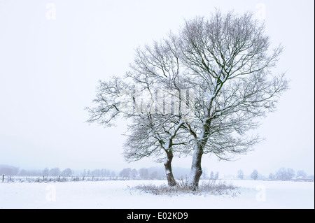 Chênes en hiver, district de Vechta, Niedersachsen, Allemagne Banque D'Images