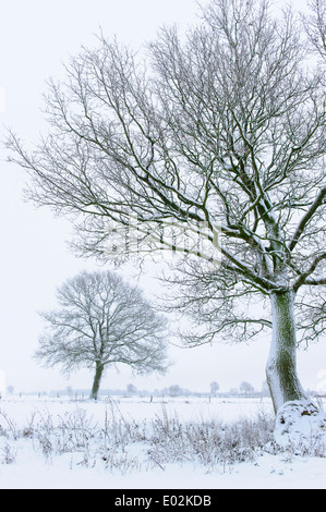 Chênes en hiver, district de Vechta, Niedersachsen, Allemagne Banque D'Images