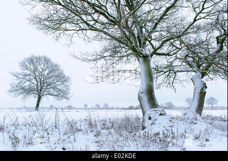 Chênes en hiver, district de Vechta, Niedersachsen, Allemagne Banque D'Images