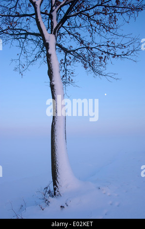 Chêne en hiver, Vechta, Niedersachsen, Allemagne Banque D'Images