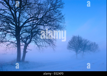 Chêne en hiver, Vechta, Niedersachsen, Allemagne Banque D'Images