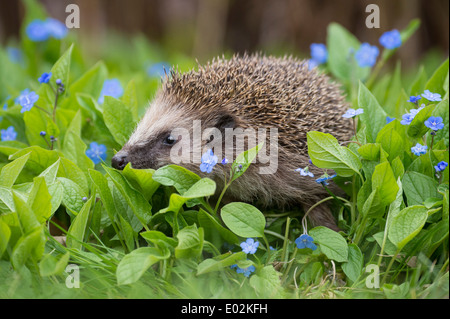 Hérisson d'Europe erinaceus europaeus, Allemagne, Banque D'Images