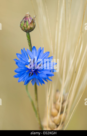 Bleuet, Centaurea cyanus, Goldenstedt, Brême, Basse-Saxe, Niedersachsen, Allemagne Banque D'Images