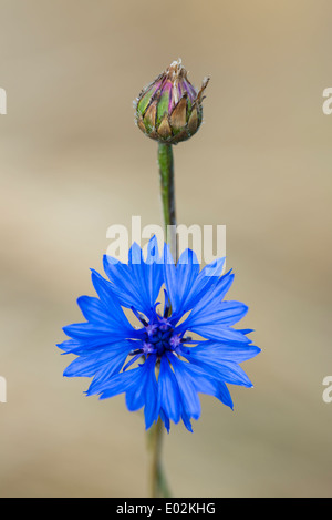 Bleuet, Centaurea cyanus, Goldenstedt, Brême, Basse-Saxe, Niedersachsen, Allemagne Banque D'Images