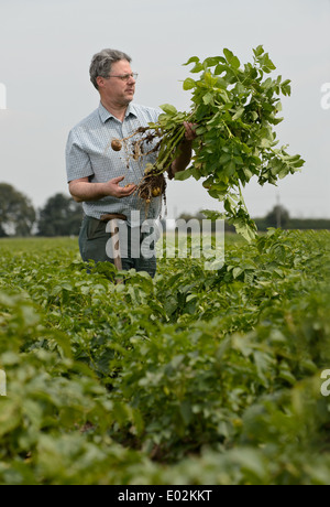 Un agriculteur tire une racine de pommes de terre fraîches dans un champ dans le Lincolnshire, Angleterre, RU Banque D'Images