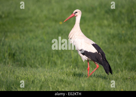 La Cigogne blanche, Ciconia ciconia Banque D'Images