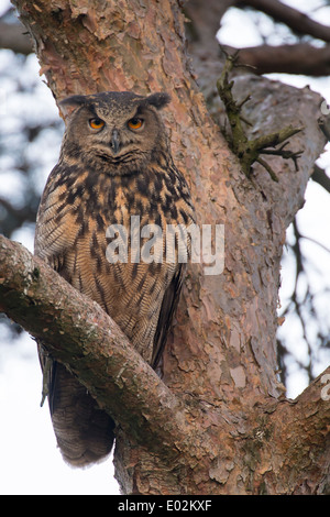 Bubo bubo lacteus, eurasien, Allemagne Banque D'Images