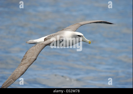 Mollymawk (Diomedea cauta Shy albatross) volant au-dessus de l'eau de l'océan austral. Banque D'Images