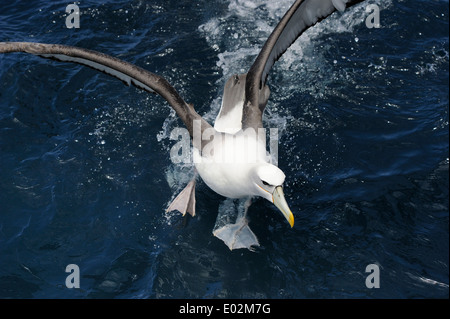 (Diomedea cauta Shy mollymawk) atterrissage d'albatros sur l'eau de l'océan austral. Banque D'Images