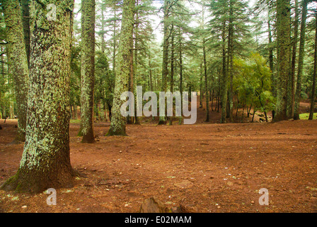 Cèdre de l'Atlas (Cedrus atlantica) forêt dans les montagnes de l'Atlas, Maroc Banque D'Images