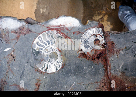Pierre fossile d'ammonite, Close up, trouvés dans les montagnes de l'Atlas, au Maroc. Période du jurassique. Photographié au Maroc Banque D'Images