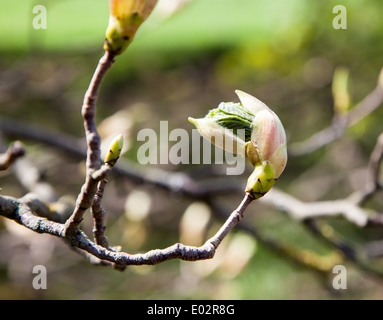 Les feuilles nouvellement formées d'un Marronnier (Aesculus hippocastanum) déploiement de l'arbre du bourgeon au printemps Banque D'Images