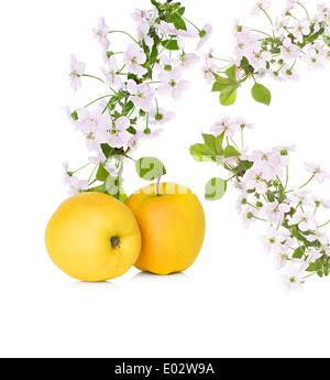 Apple et Apple Blossom, fleurs isolées de la direction générale Banque D'Images