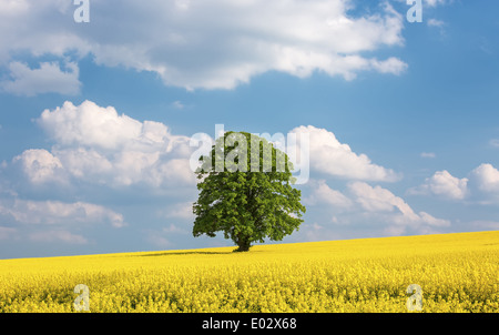 Grand arbre solitaire dans un champ de colza jaune Banque D'Images