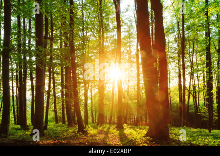 Beau Coucher de soleil sur la forêt en Haute-franconie Banque D'Images