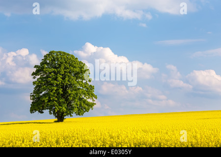 Grand arbre solitaire dans un champ de colza jaune Banque D'Images