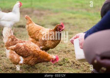 Poules domestiques à picorer du grain sur le sol. Banque D'Images