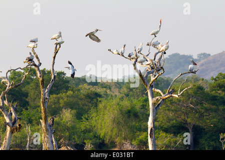 Paradis des oiseaux au parc national de Yala, au Sri Lanka 1 Banque D'Images