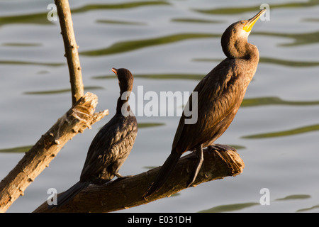 Les cormorans par lac Kandy au Sri Lanka 4 Banque D'Images