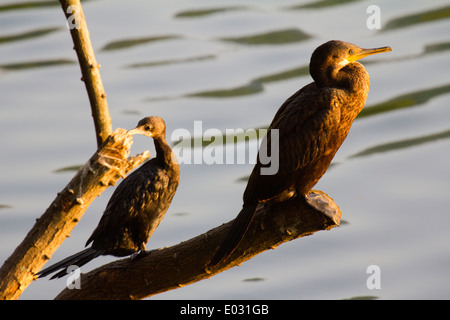 Les cormorans par lac Kandy au Sri Lanka Banque D'Images