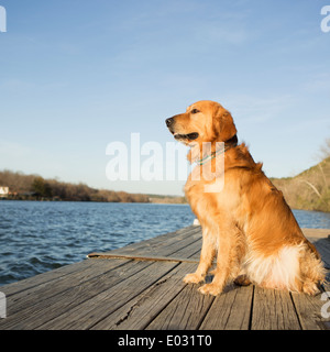 Un chien golden retriever assis sur une jetée à l'eau. Banque D'Images